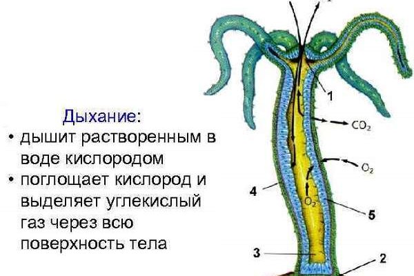 Vk14 at кракен