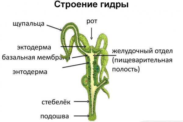 Ссылка на кракена для тора